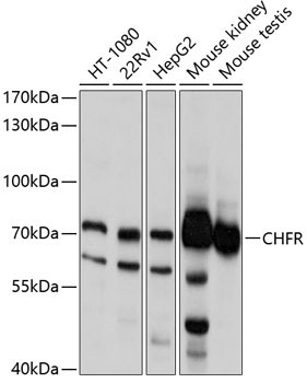 CHFR Rabbit Polyclonal Antibody