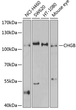 CHGB Rabbit Polyclonal Antibody