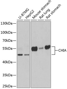 CHIA Rabbit Polyclonal Antibody