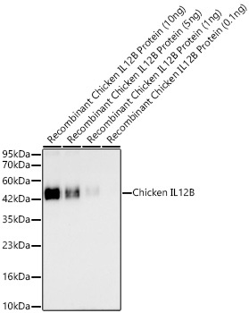 Chicken IL12B Rabbit Polyclonal Antibody