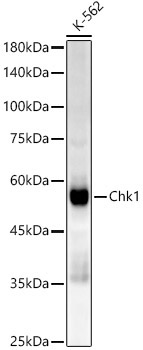 Chk1 Rabbit Monoclonal Antibody