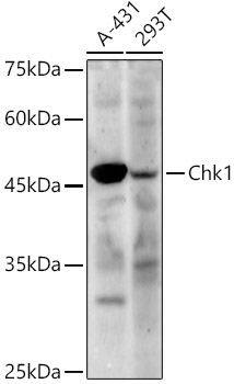Chk1 Rabbit Polyclonal Antibody