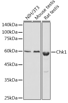 Chk1 Rabbit Polyclonal Antibody