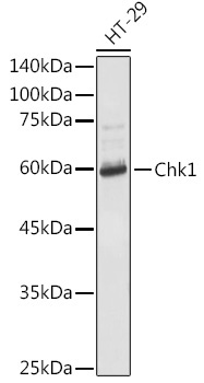 Chk1 Rabbit Polyclonal Antibody - Image 2