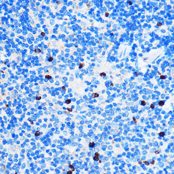 Chk1 Rabbit Polyclonal Antibody - Image 3