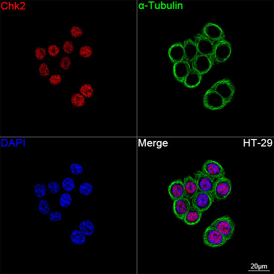 Chk2 Rabbit Monoclonal Antibody - Image 5