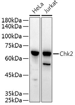 Chk2 Rabbit Polyclonal Antibody