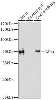 Chk2 Rabbit Polyclonal Antibody - Image 4