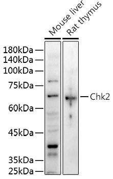 Chk2 Rabbit Polyclonal Antibody - Image 2