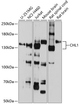 CHL1 Rabbit Polyclonal Antibody