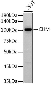 CHM Rabbit Monoclonal Antibody