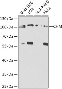 CHM Rabbit Polyclonal Antibody