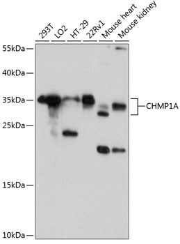 CHMP1A Rabbit Polyclonal Antibody