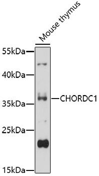 CHORDC1 Rabbit Polyclonal Antibody