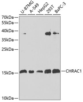 CHRAC1 Rabbit Polyclonal Antibody
