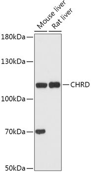 CHRD Rabbit Polyclonal Antibody