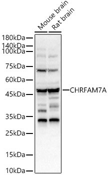 CHRFAM7A Rabbit Polyclonal Antibody