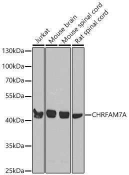 CHRFAM7A Rabbit Polyclonal Antibody