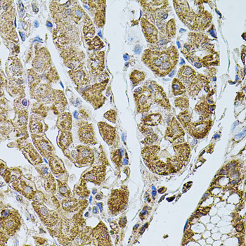 CHRFAM7A Rabbit Polyclonal Antibody - Image 3