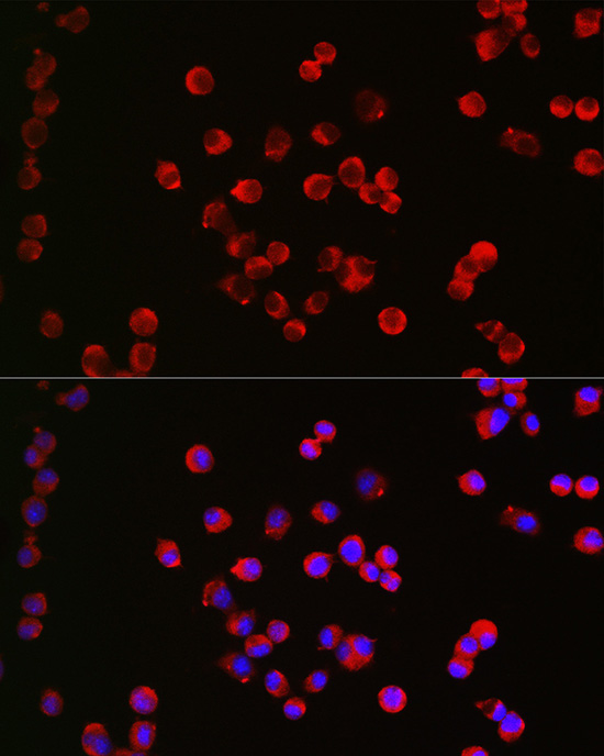 CHRM1 Rabbit Polyclonal Antibody - Image 3