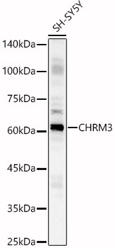 CHRM3 Rabbit Polyclonal Antibody