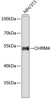 CHRM4 Rabbit Polyclonal Antibody
