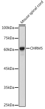 CHRM5 Rabbit Polyclonal Antibody