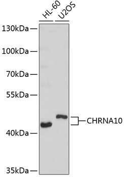 CHRNA10 Rabbit Polyclonal Antibody
