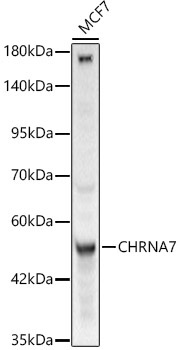 CHRNA7 Rabbit Polyclonal Antibody