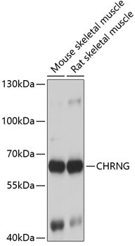CHRNG Rabbit Polyclonal Antibody