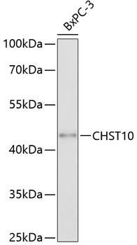 CHST10 Rabbit Polyclonal Antibody