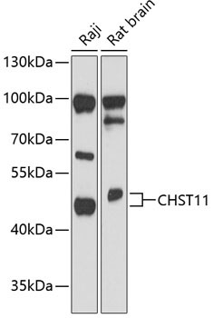 CHST11 Rabbit Polyclonal Antibody