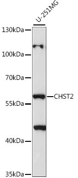 CHST2 Rabbit Polyclonal Antibody
