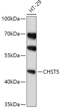 CHST5 Rabbit Polyclonal Antibody
