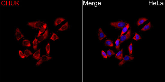 CHUK Rabbit Polyclonal Antibody