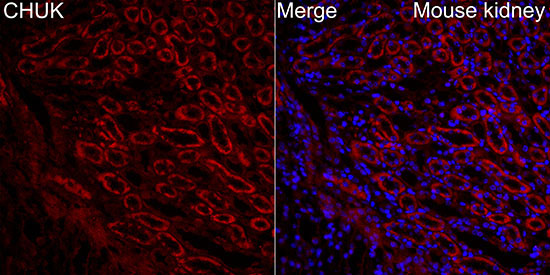 CHUK Rabbit Polyclonal Antibody - Image 2