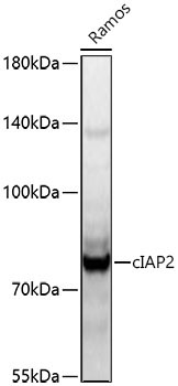 cIAP2 Rabbit Polyclonal Antibody
