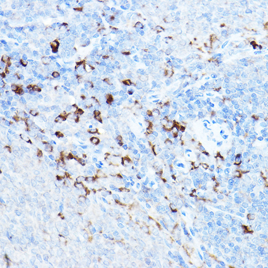cIAP2 Rabbit Polyclonal Antibody - Image 2