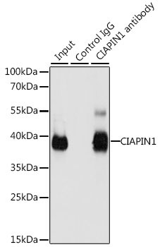 CIAPIN1 Rabbit Polyclonal Antibody - Image 3