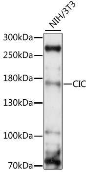 CIC Rabbit Polyclonal Antibody