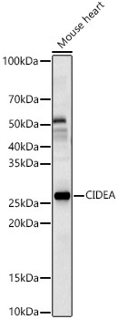 CIDEA Rabbit Polyclonal Antibody
