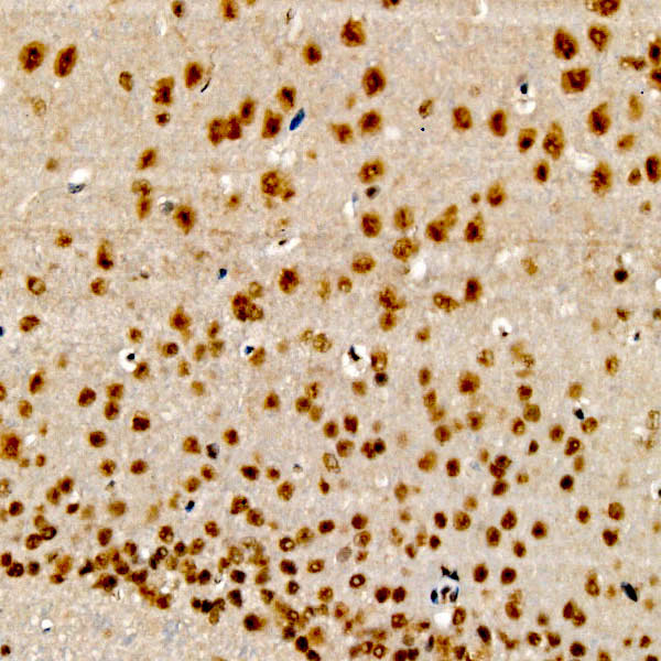 CIDEA Rabbit Polyclonal Antibody - Image 2