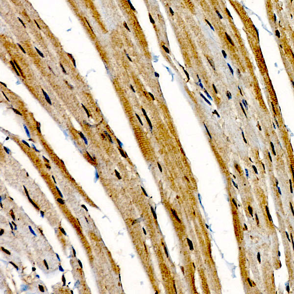 CIDEA Rabbit Polyclonal Antibody - Image 3