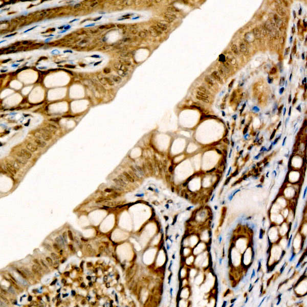 CIDEA Rabbit Polyclonal Antibody - Image 4