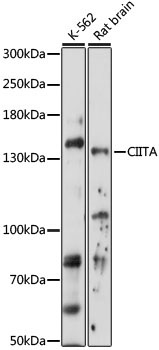CIITA Rabbit Polyclonal Antibody