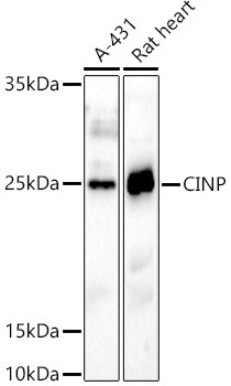 CINP Rabbit Polyclonal Antibody