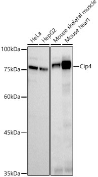 Cip4 Rabbit Monoclonal Antibody
