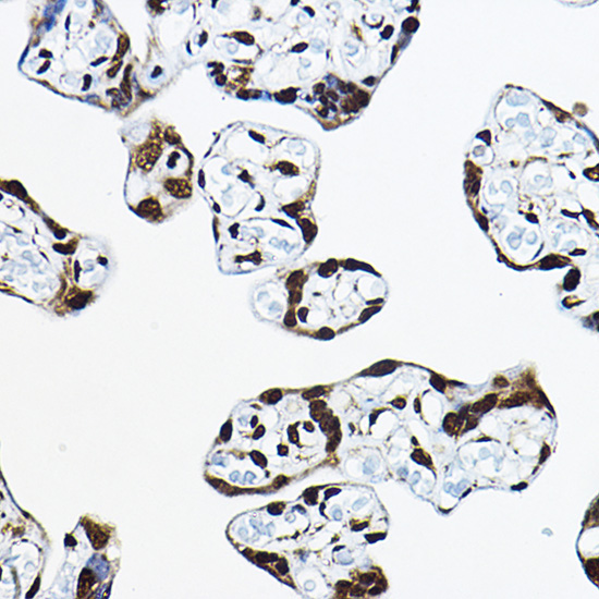CIRBP Rabbit Polyclonal Antibody - Image 4