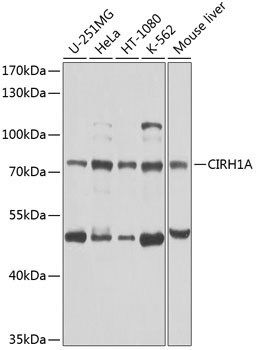 CIRH1A Rabbit Polyclonal Antibody