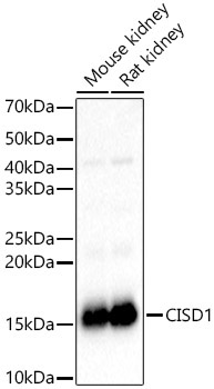 CISD1 Rabbit Polyclonal Antibody